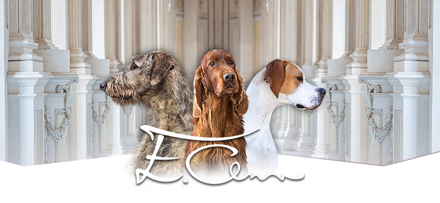 Eva Černohubová - graphics and webdesign for breeders, dog photography
